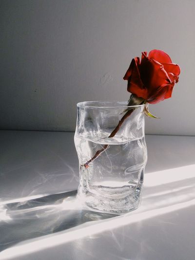 Close-up of rose in vase