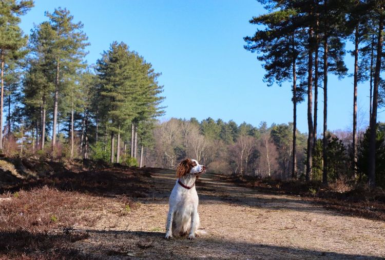 Dog standing in a field