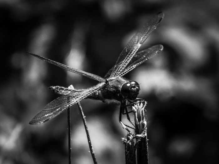 Black and white close-up of dragonfly