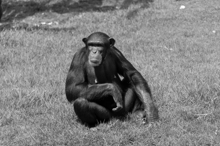 Portrait of monkey sitting on land
