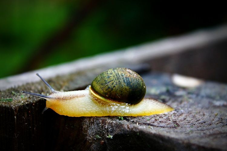 Close-up of snail on wet wood in forest
