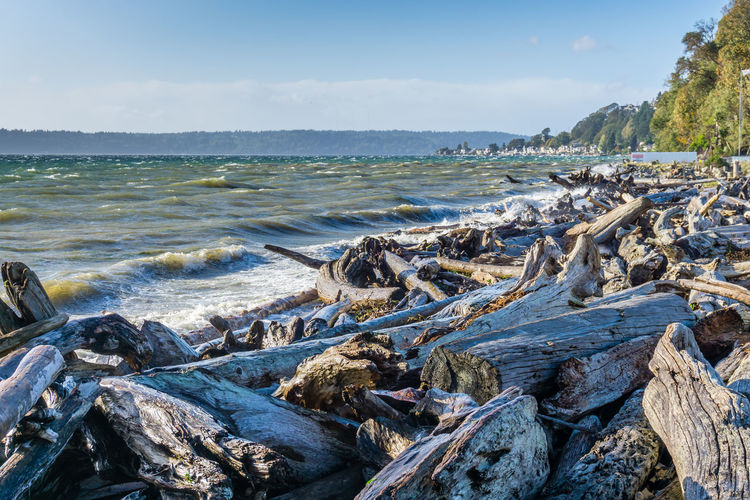 Driftwood lines the shore in normandy park, washington on a windy day.