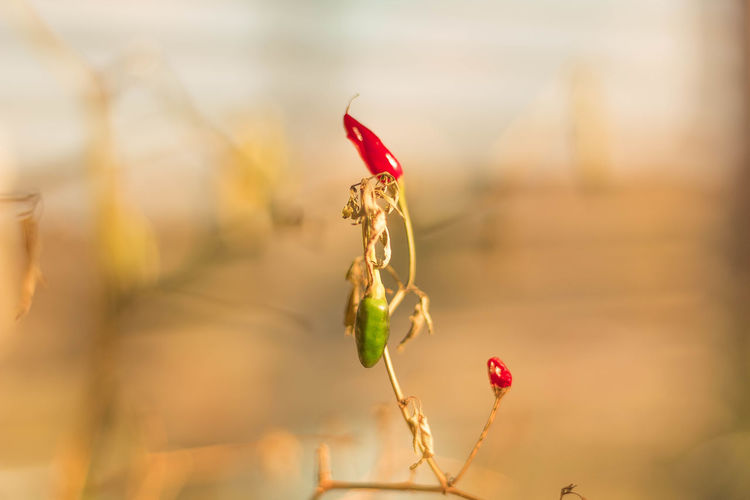 Close-up of red flowering plant