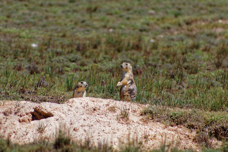 Prairie dogs on field