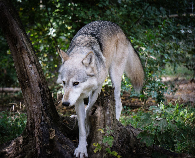 Wolf in a forest