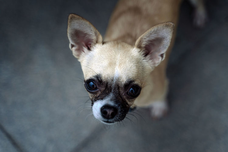 Close-up of a pedigree dog, of the breed chihuahua