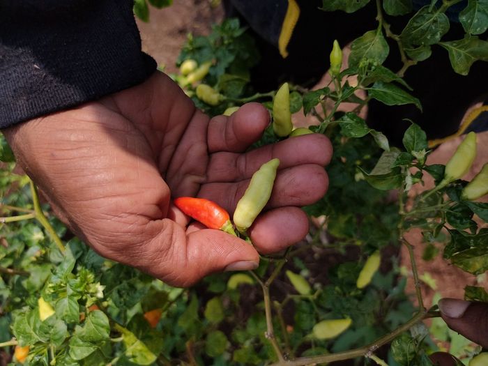 A farmer's hands holds two chillies that still step through the tree. 