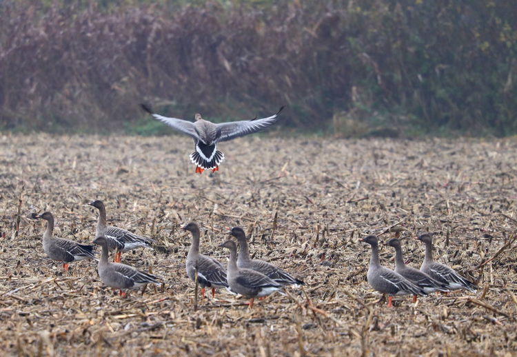 Birds flying over land