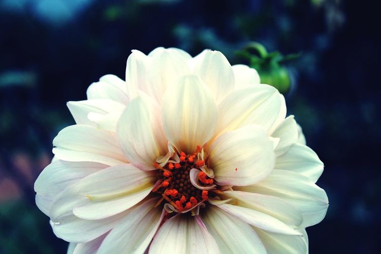 Close-up of white dahlia