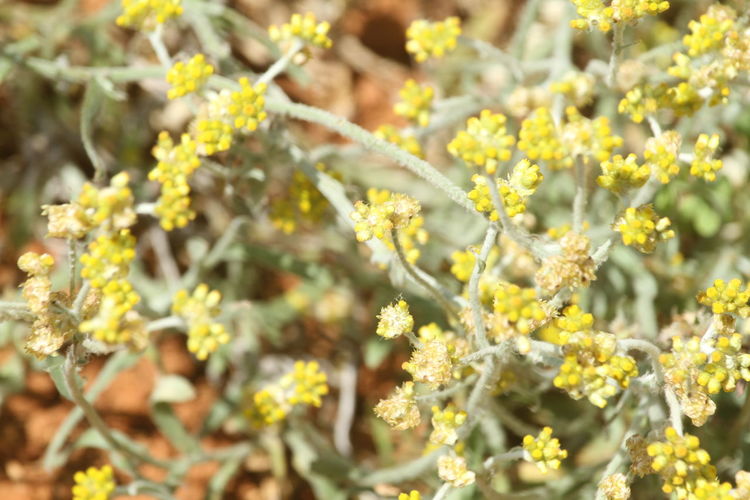 Close-up of flowering plants on field
