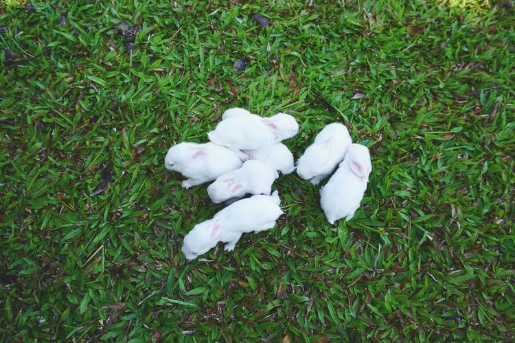 White flowers blooming on grassy field