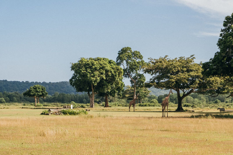 Trees on safari against sky with giraffes 
