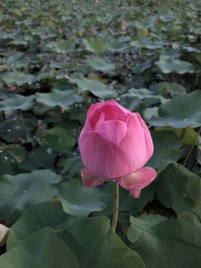 Close-up of pink rose