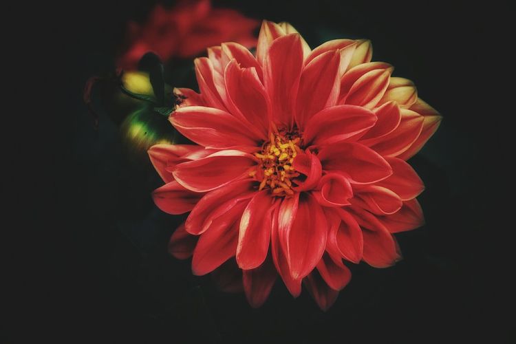 Close-up of red flower against black background