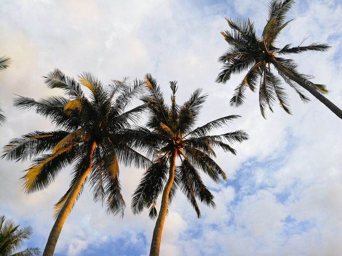 Low angle view of palm tree against sky
