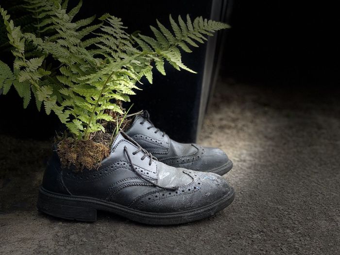 Low section of shoes on plant