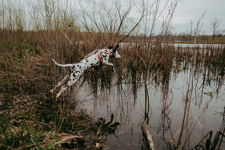 View of dog jumping into creek