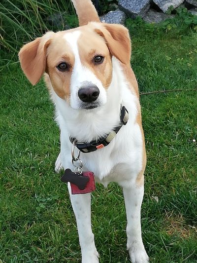 Portrait of dog sticking out tongue on field