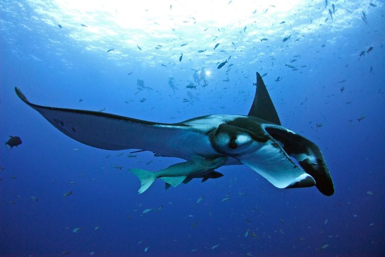 Manta ray swimming undersea