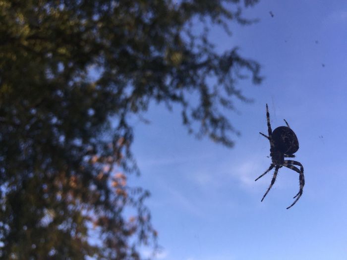 Low angle view of spider on tree against sky