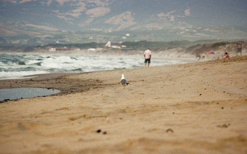 Seagull on beach against sky