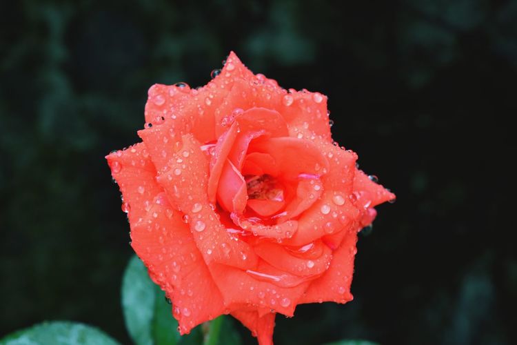 Close-up of wet rose