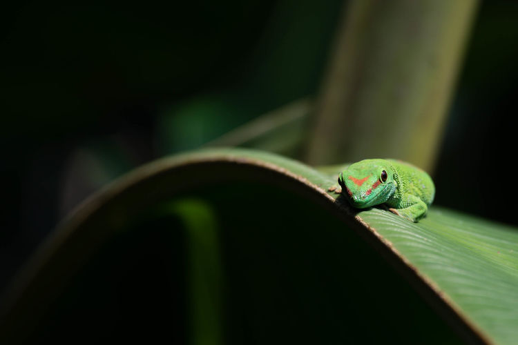 Close-up of lizard on leaf