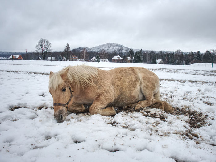 Happy white horse lying down and playing in fresh snow