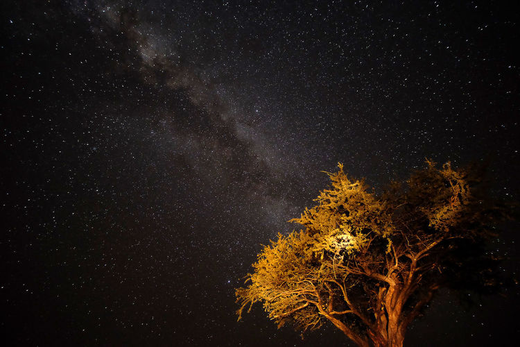 Low angle view of tree against sky at night, namibia 