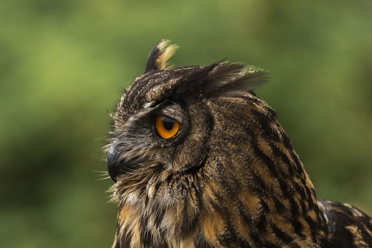 Close-up of a owl looking away