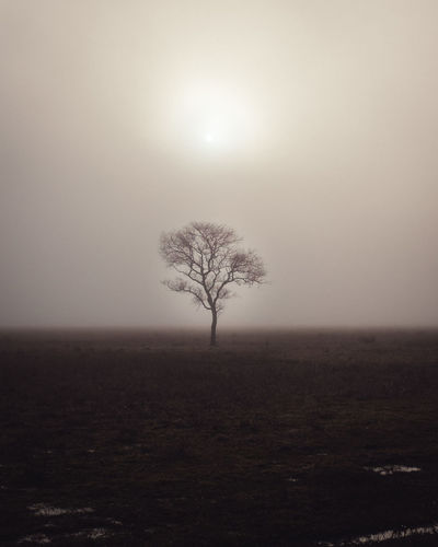 Bare tree on field against sky during foggy weather