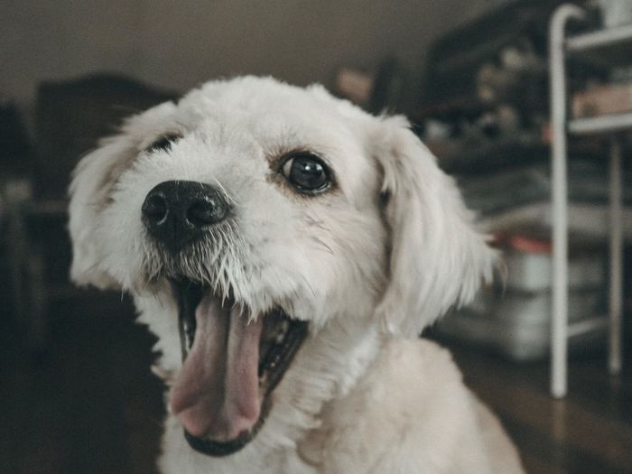 Close-up portrait of dog