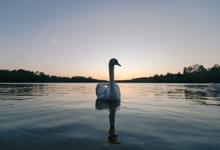 Swan floating on lake during sunset