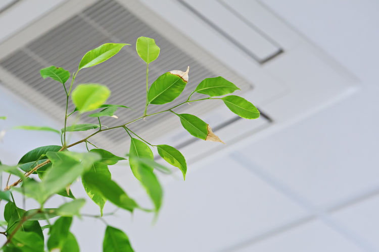 Ficus green leaves in front of ceiling air conditioner in office or home. indoor air quality concept