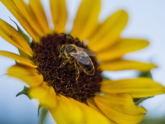 Close-up of honey bee on sunflower