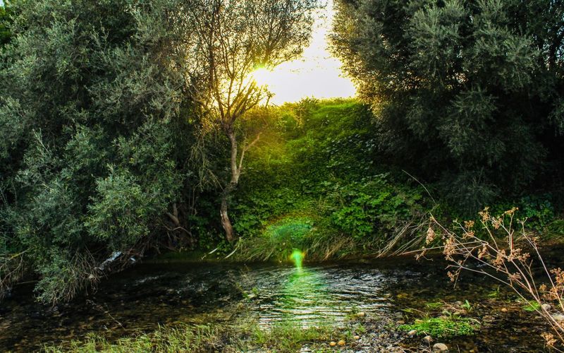 Stream flowing amidst trees in forest