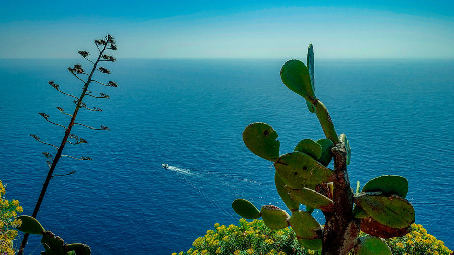 Plants growing by sea against sky