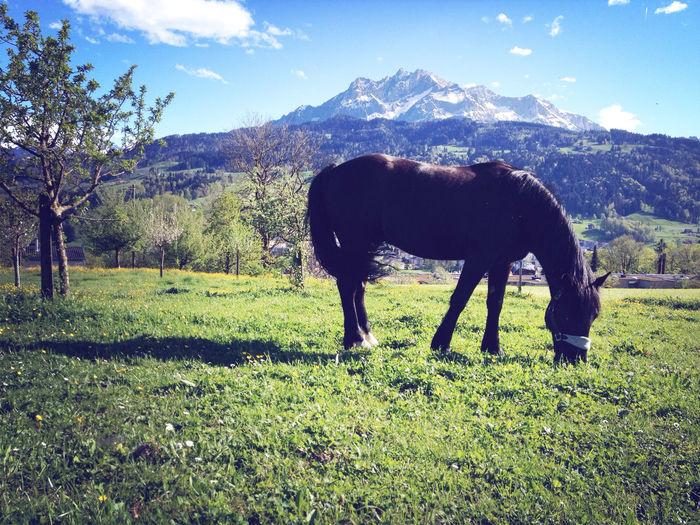 Horse grazing on field against sky