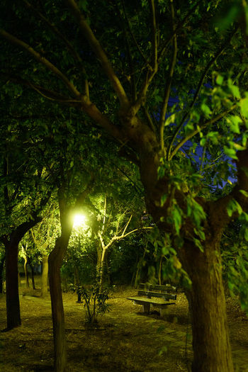 Trees in park at night