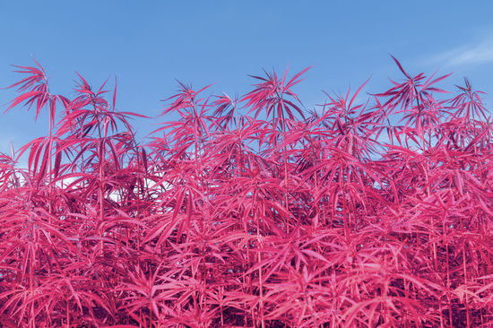 CLOSE-UP OF PINK FLOWERING PLANTS AGAINST BLUE SKY