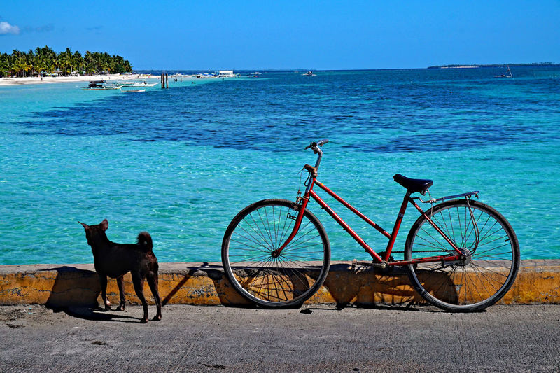 Bicycle parked by dog against sea