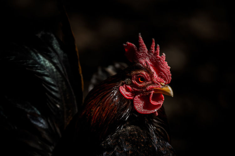 Close-up of a hen against blurred background