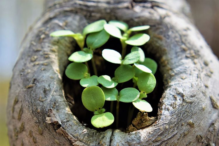 Close-up of plant growing on tree trunk