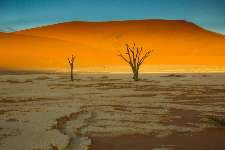 Dead trees against sand dunes in dead vlei