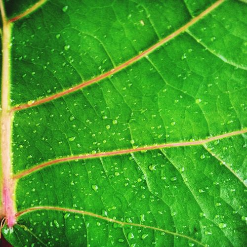 Close-up of leaf on leaf