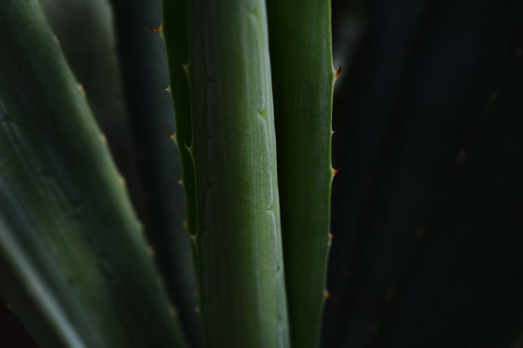 Close-up of aloe vera plant