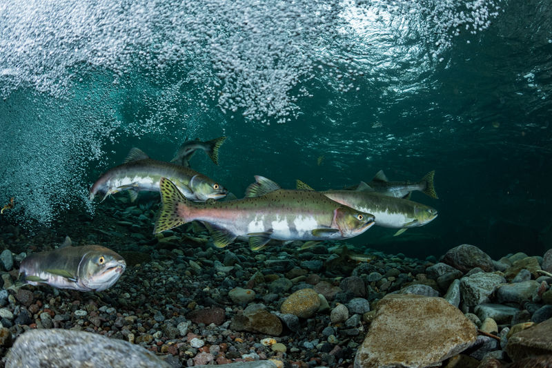 Pink salmon's run
