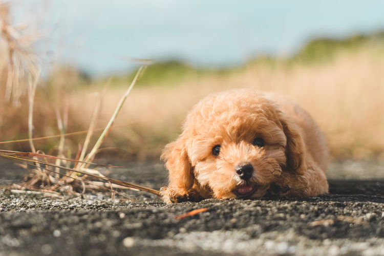 Brown poodle dog resting on the floor