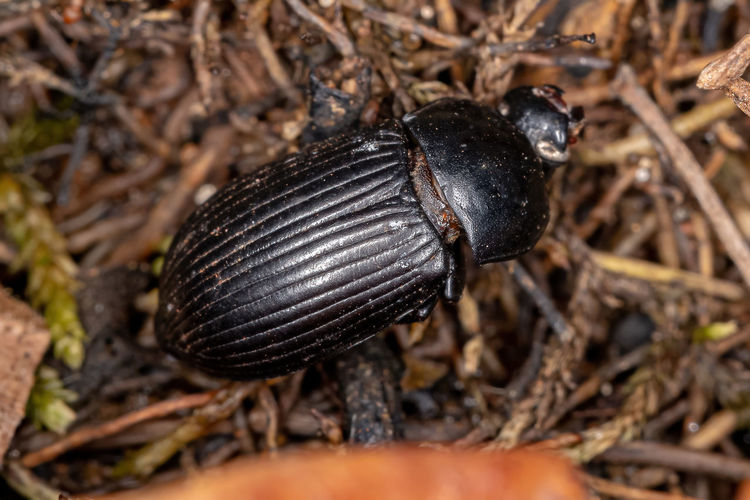 Close-up of black butterfly on land