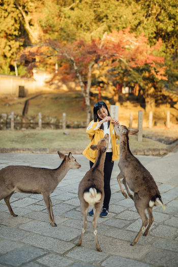 Full length of young women standing and feeding deers in nara park in autumn